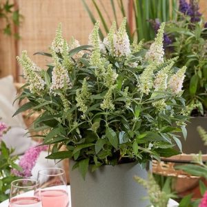 Buddleja Little White ('BotEx 003') (PBR) (Butterfly Candy Series)