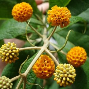 Buddleja globosa