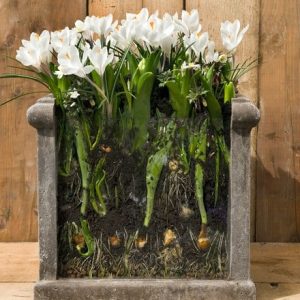 Bulbs for pots - Ice whites