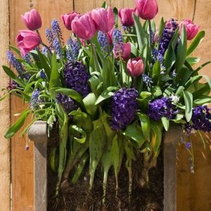 Bulbs for pots - Rich blues