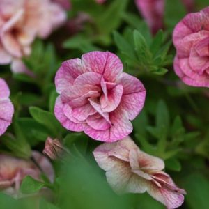 Calibrachoa Can-can Double Apricot (Can-can Series)