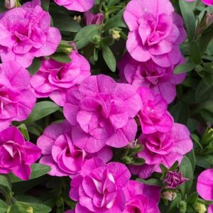 Calibrachoa Can-can Double Pinkmania (Can-can Series)