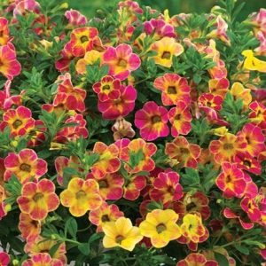 Calibrachoa Chameleon Sunshine Berry ('Wescachasube')