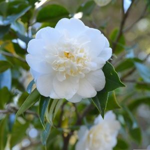 Camellia Snow Flurry