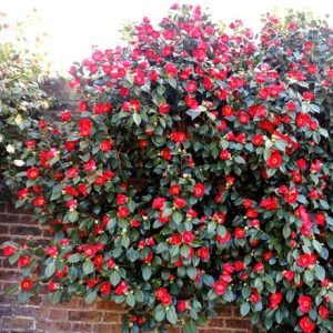 Camellia japonica 'Kimberley'