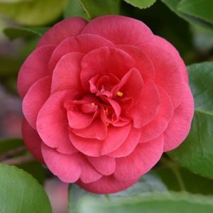 Camellia japonica Lady Campbell