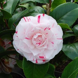 Camellia japonica 'Lavinia Maggi'