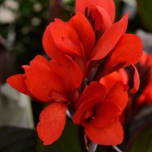 Canna × generalis Cannova Bronze Scarlet ('Fcaa35') (Cannova Series)