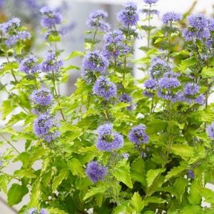 Caryopteris × clandonensis Hint of Gold ('Lisaura') (PBR)