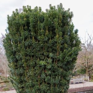 Cephalotaxus harringtonia Fastigiata