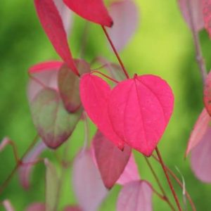 Cercidiphyllum japonicum