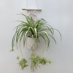 Chlorophytum 'Variegatum' with pot cover and macrame pot hanger