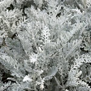 Cineraria Silver Dust