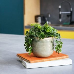 Cissus striata and pot cover