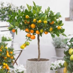 Citrus × microcarpa