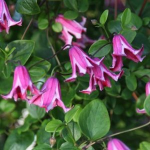 Clematis Etoile Rose