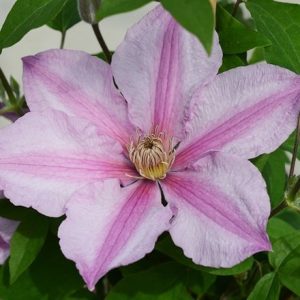 Clematis Sally ('Evipo077') (PBR) (Boulevard Series)