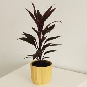 Cordyline Tango