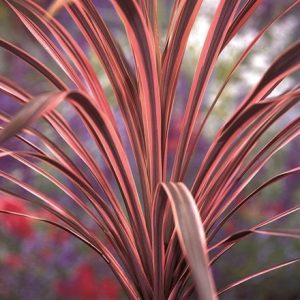 Cordyline australis 'Southern Splendour'