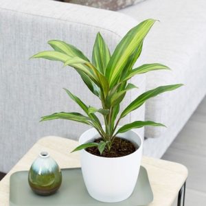 Cordyline fruticosa 'Kiwi' and pot cover