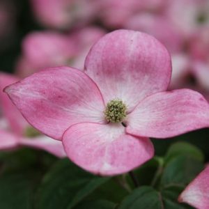 Cornus kousa Miss Satomi