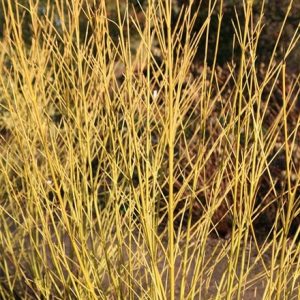 Cornus sericea Budd's Yellow