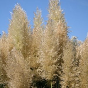 Cortaderia selloana Pumila