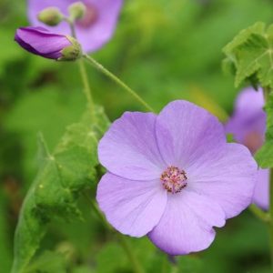 Corynabutilon × suntense