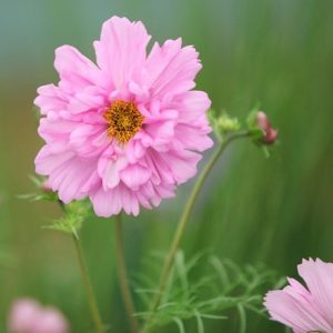 Cosmos bipinnatus Double Click Rose Bonbon (Double Click Series)