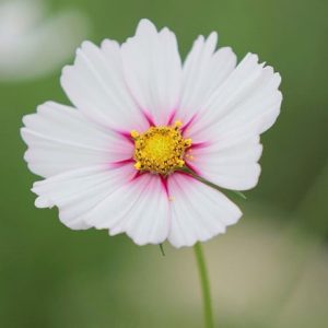 Cosmos bipinnatus Fizzy Rose Picotee (Fizzy Series)