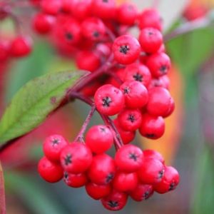 Cotoneaster Cornubia