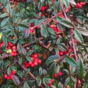 Cotoneaster salicifolius Repens