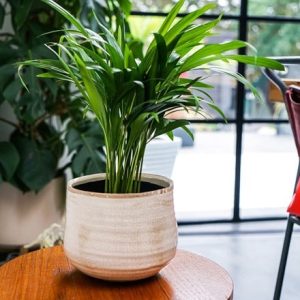 Crackle glaze plant pot - ivory