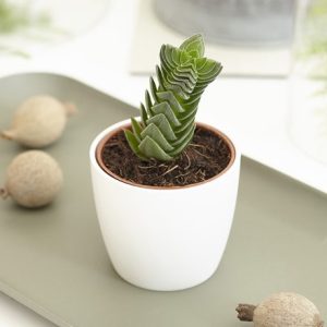 Crassula Buddha's Temple and pot cover