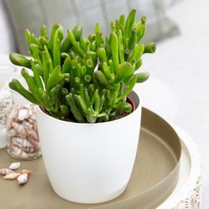 Crassula ovata Hobbit and pot cover