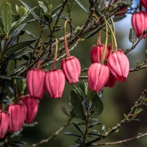 Crinodendron hookerianum Ada Hoffmann