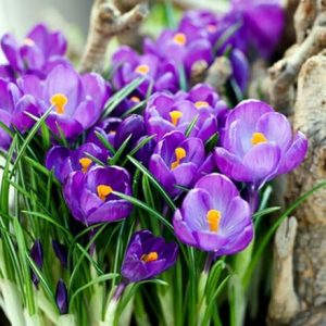 Crocus Flower Record