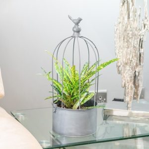 Croton / Codiaeum Gold Star and bird cage planter