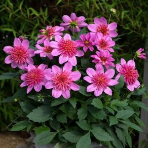 Dahlia Dalina Maxi Starburst