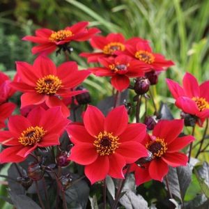 Dahlia Happy Days Cherry Red ('Hdchr23') (PBR)