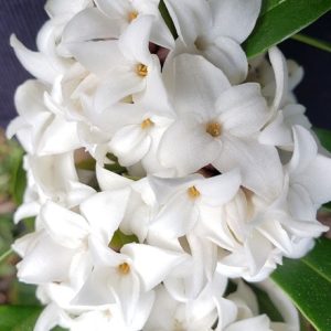 Daphne Perfume Princess White ('DapJur02') (PBR)