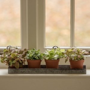 Dark galvanised multi-pot tray