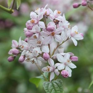 Deutzia × Hybrida Mont Rose