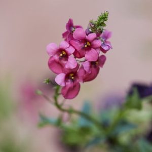 Diascia Diamond Pink