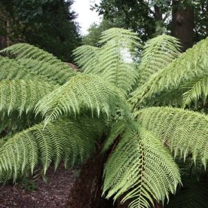 Dicksonia antarctica