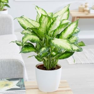 Dieffenbachia Camille and pot cover