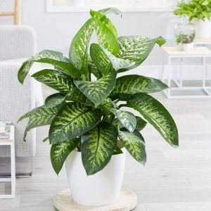 Dieffenbachia Tropic Snow and pot cover