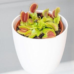 Dionaea muscipula and pot cover combination