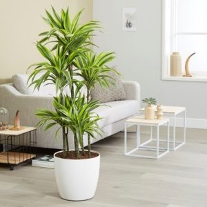 Dracaena Lemon Lime and pot cover