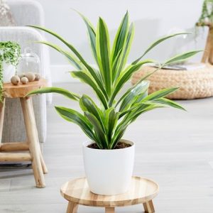 Dracaena Lemon Lime and pot cover